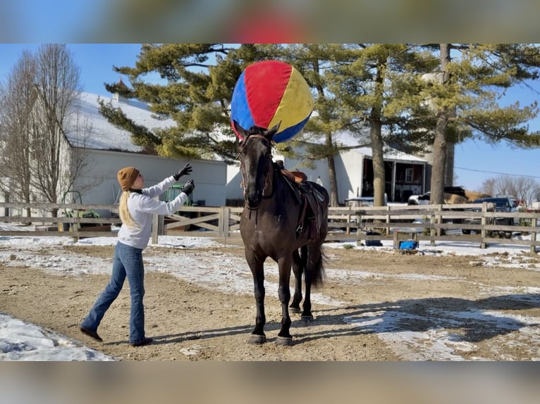 Percheron Croisé Hongre 6 Ans 175 cm Noir in Gap