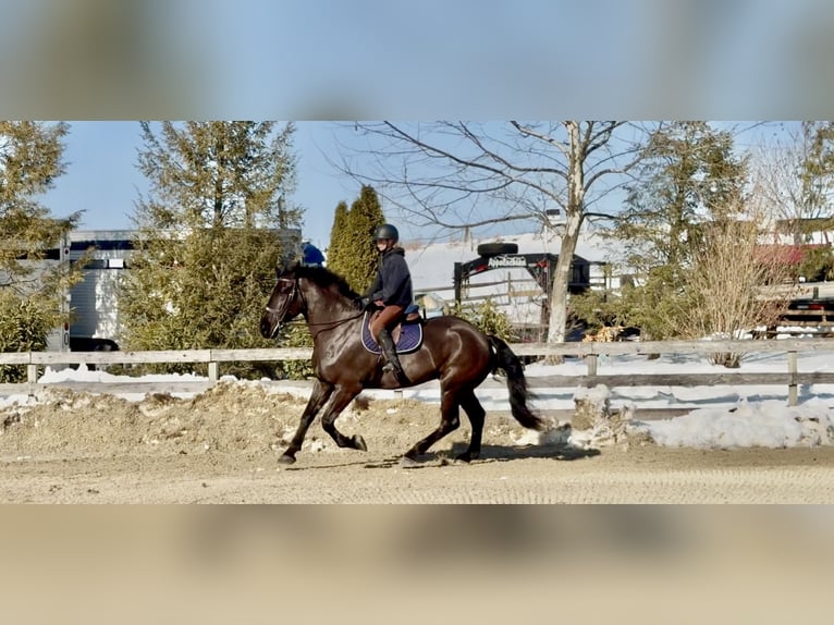 Percheron Croisé Hongre 6 Ans 175 cm Noir in Gap