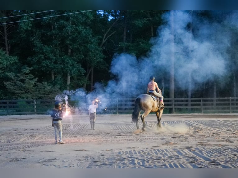 Percheron Croisé Hongre 6 Ans 175 cm Roan-Bay in Clover, SC