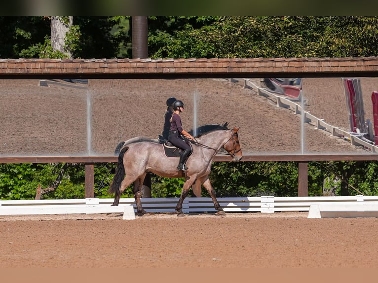Percheron Croisé Hongre 6 Ans 175 cm Roan-Bay in Clover, SC