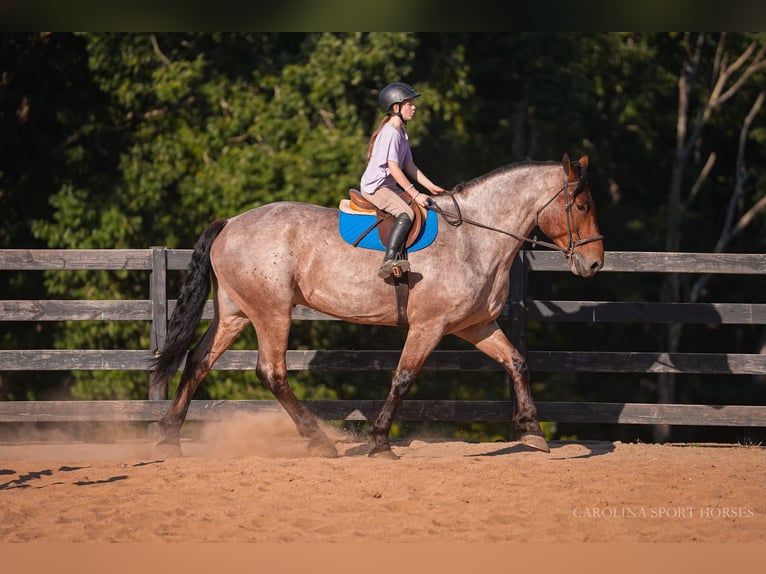 Percheron Croisé Hongre 6 Ans 175 cm Roan-Bay in Clover, SC
