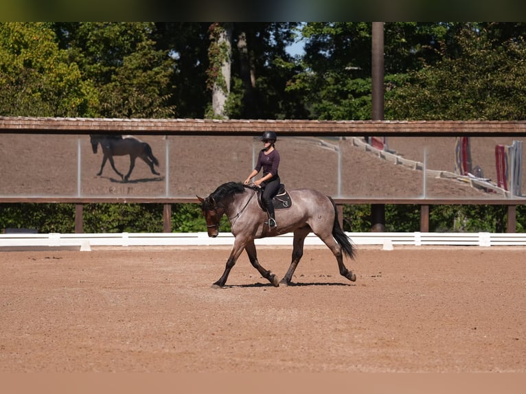 Percheron Croisé Hongre 6 Ans 175 cm Roan-Bay in Clover, SC