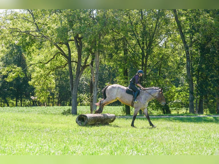 Percheron Croisé Hongre 6 Ans 175 cm Roan-Bay in Clover, SC