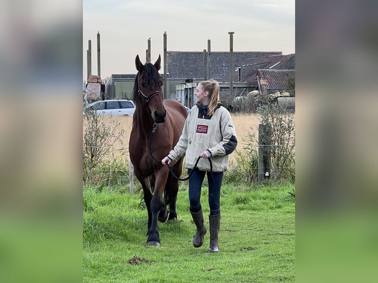 Percheron Croisé Hongre 6 Ans 176 cm Bai in De Haan