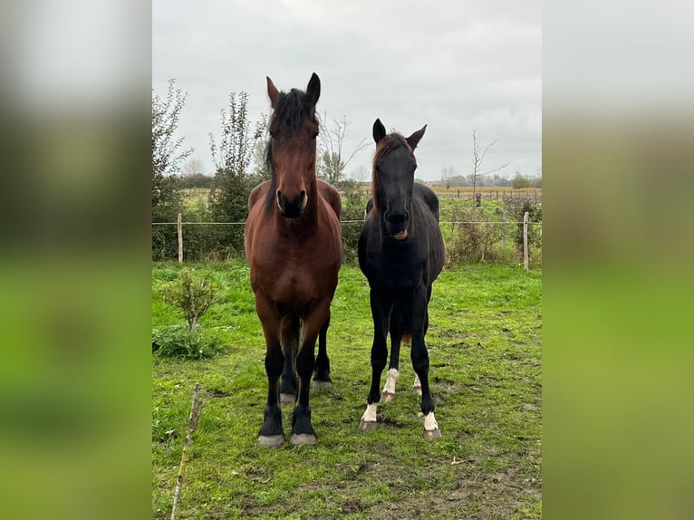 Percheron Croisé Hongre 6 Ans 176 cm Bai in De Haan