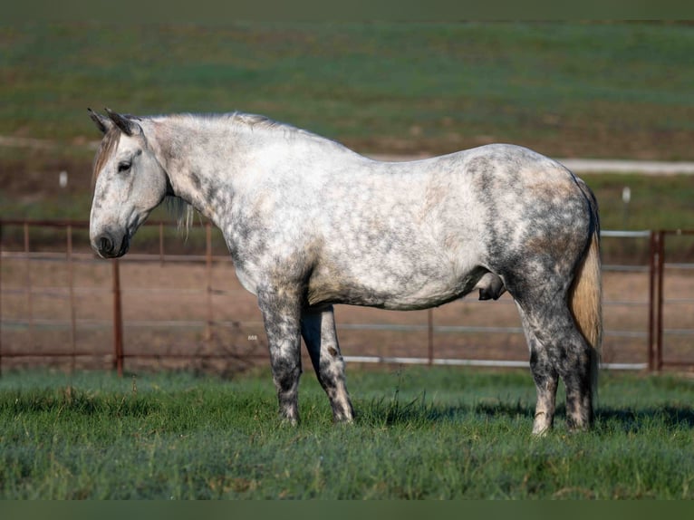 Percheron Croisé Hongre 6 Ans Gris pommelé in Weatherford