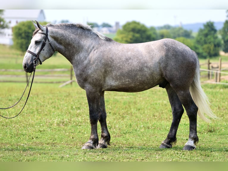Percheron Hongre 6 Ans Gris in Gap