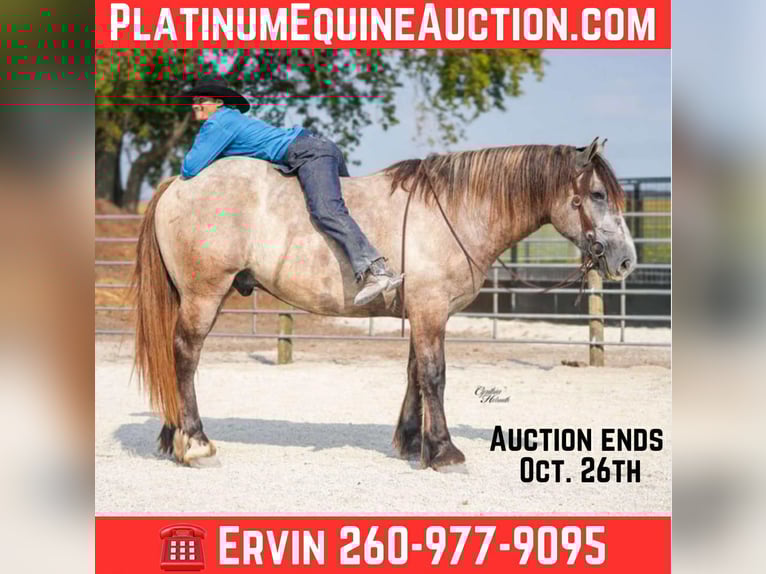 Percheron Hongre 6 Ans Gris in Independence IA