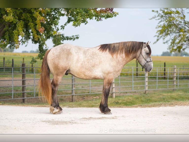 Percheron Hongre 6 Ans Gris in Independence IA