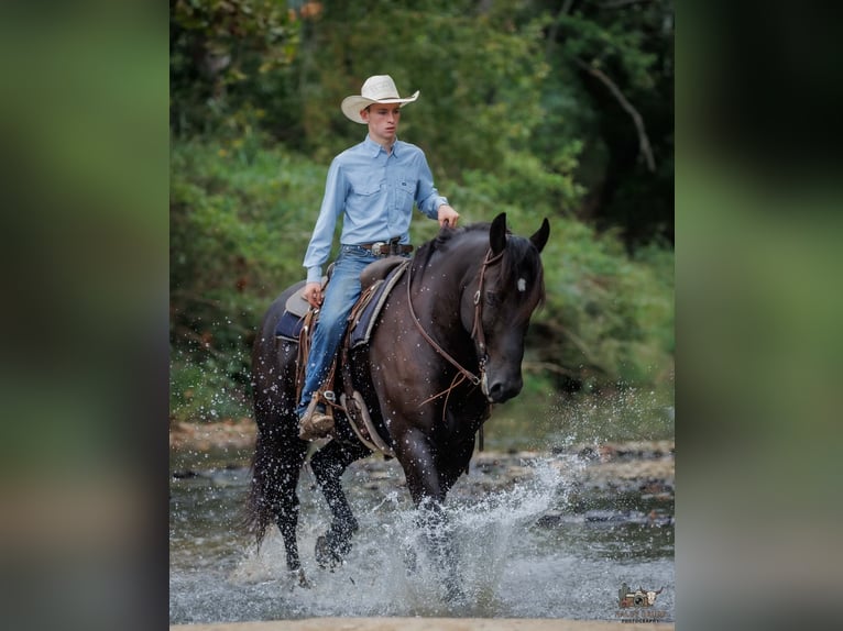 Percheron Hongre 6 Ans Noir in Auburn