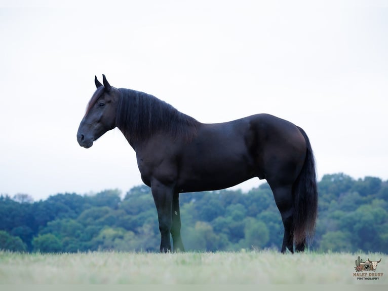 Percheron Hongre 6 Ans Noir in Auburn