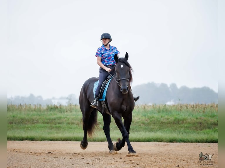 Percheron Hongre 6 Ans Noir in Auburn