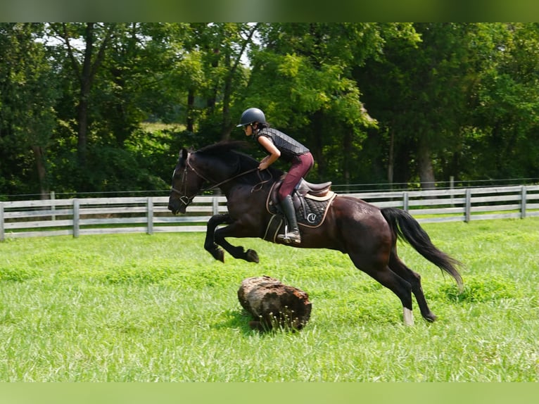 Percheron Croisé Hongre 6 Ans Noir in Clover