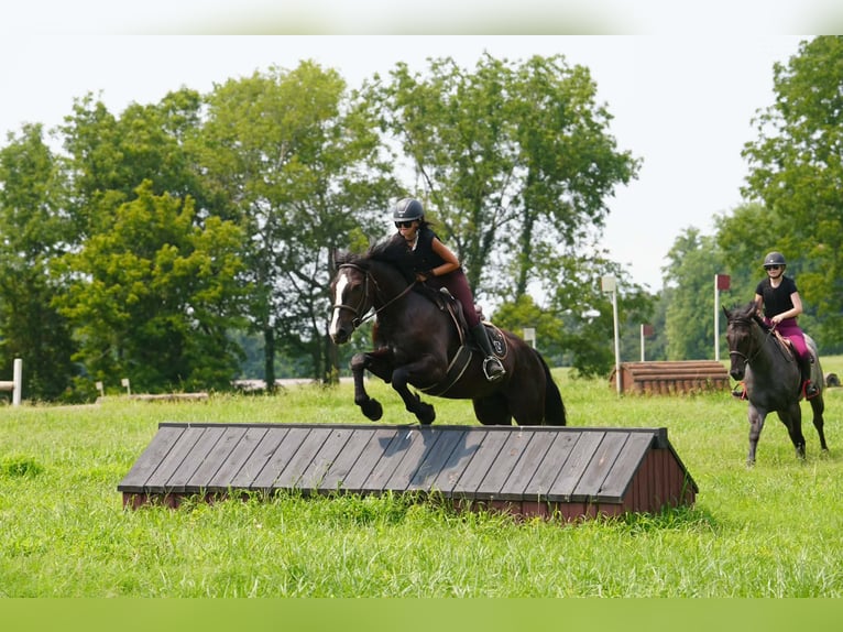 Percheron Croisé Hongre 6 Ans Noir in Clover