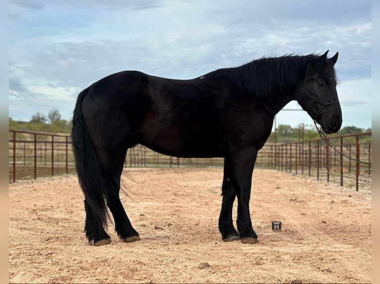 Percheron Hongre 6 Ans Noir in Jacksboro TX
