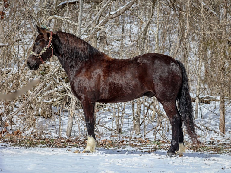 Percheron Hongre 7 Ans 155 cm Noir in Flemingsburg KY