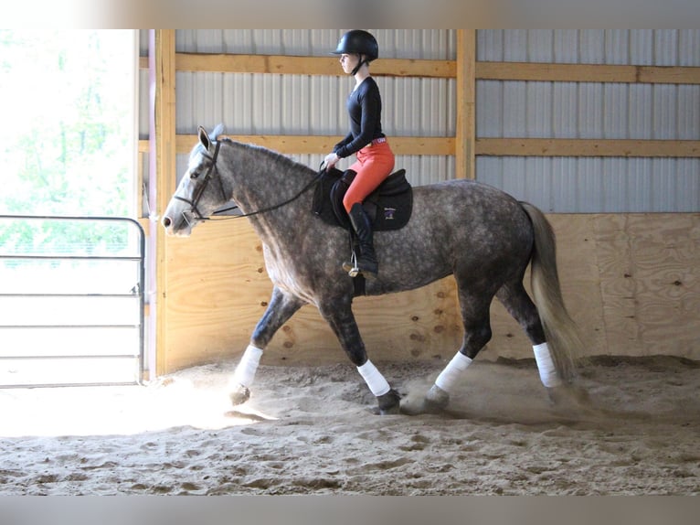 Percheron Hongre 7 Ans 160 cm Gris pommelé in Howell MI