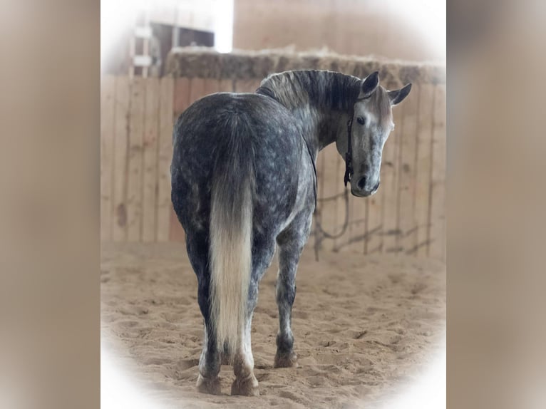 Percheron Croisé Hongre 7 Ans 163 cm Gris in Jackson