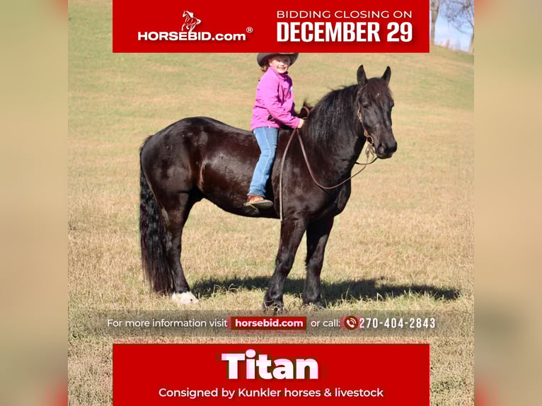 Percheron Croisé Hongre 7 Ans 163 cm Noir in Tompkinsville