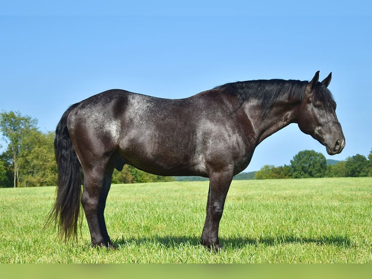 Percheron Croisé Hongre 7 Ans 163 cm Rouan Bleu in Crab Orchard, KY