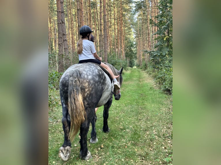 Percheron Croisé Hongre 7 Ans 167 cm Gris pommelé in Demen