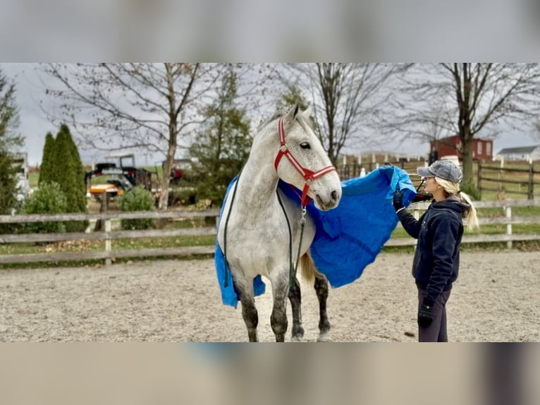 Percheron Croisé Hongre 7 Ans 173 cm Gris in Gap
