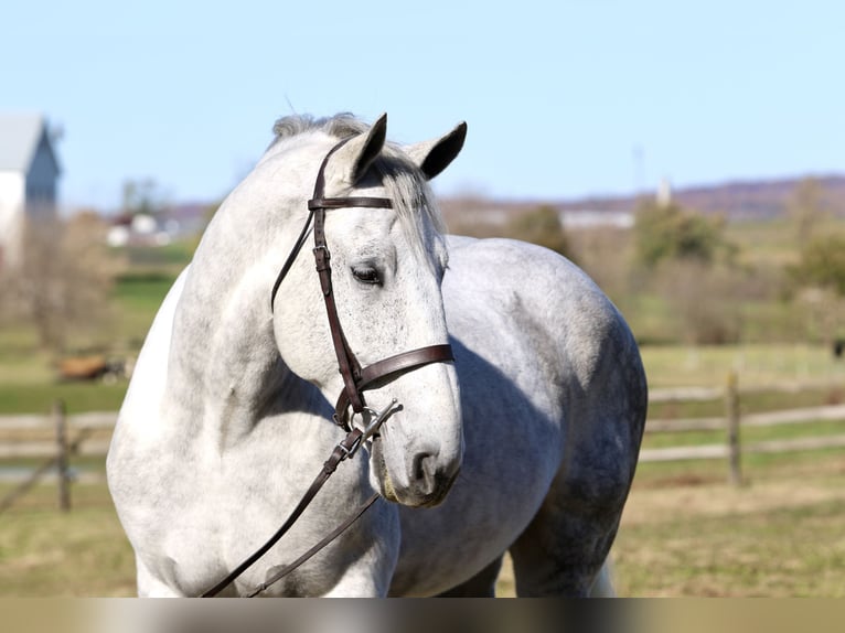 Percheron Croisé Hongre 7 Ans 173 cm Gris in Gap