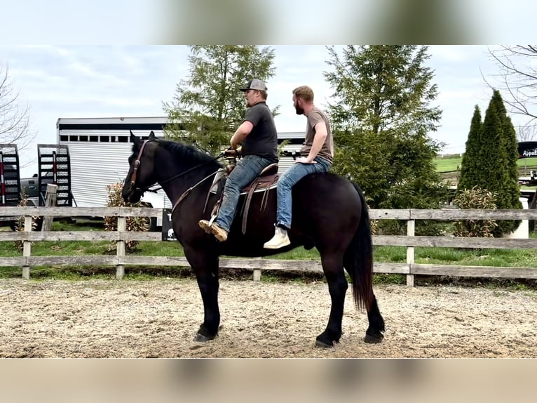 Percheron Hongre 7 Ans 173 cm Noir in Gap, PA