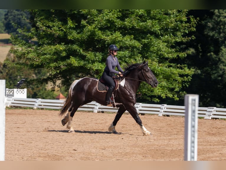Percheron Croisé Hongre 7 Ans 173 cm Pinto in Clover