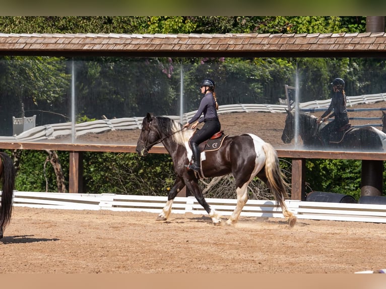 Percheron Croisé Hongre 7 Ans 173 cm Pinto in Clover