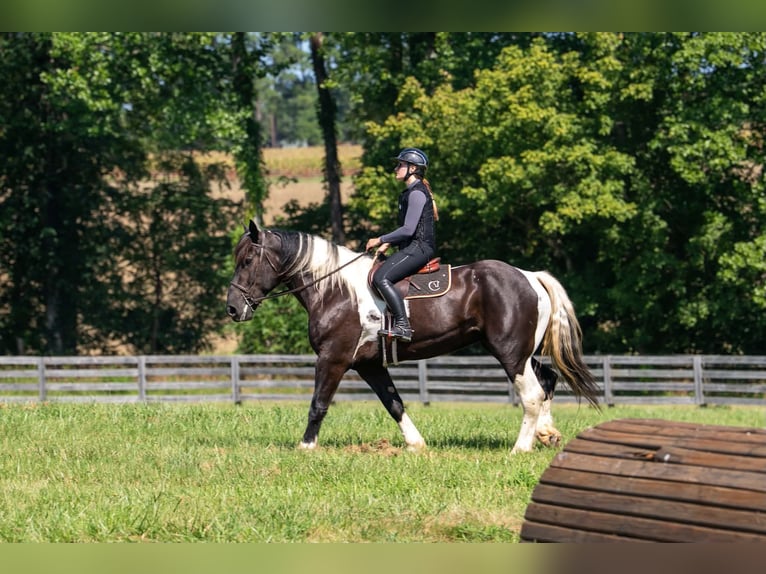 Percheron Croisé Hongre 7 Ans 173 cm Pinto in Clover