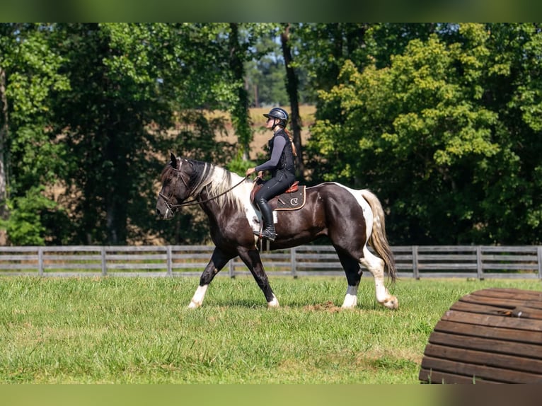 Percheron Croisé Hongre 7 Ans 173 cm Pinto in Clover