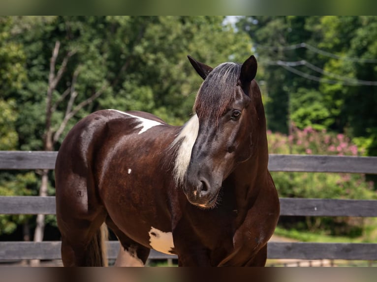 Percheron Croisé Hongre 7 Ans 173 cm Pinto in Clover