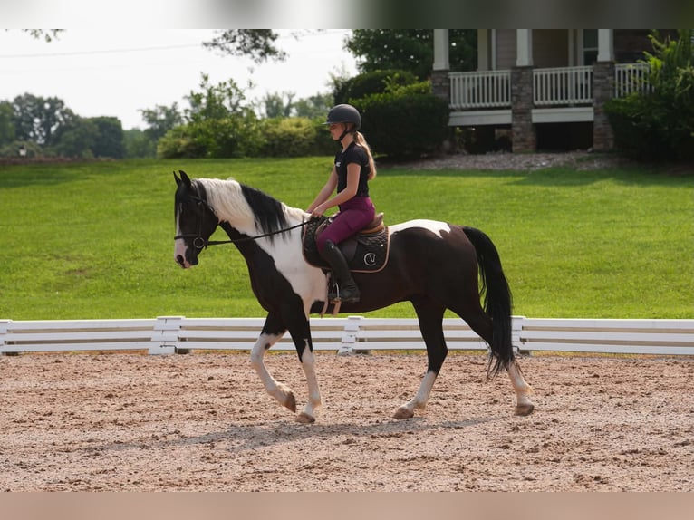 Percheron Croisé Hongre 7 Ans 173 cm Pinto in Clover