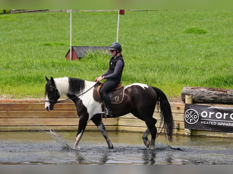 Percheron Croisé Hongre 7 Ans 173 cm Pinto in Clover