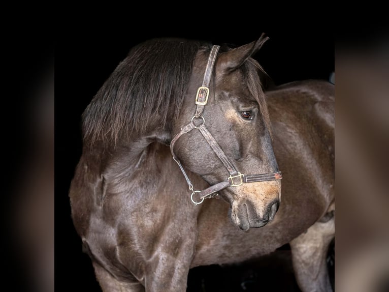 Percheron Croisé Hongre 7 Ans Bai cerise in New Holland