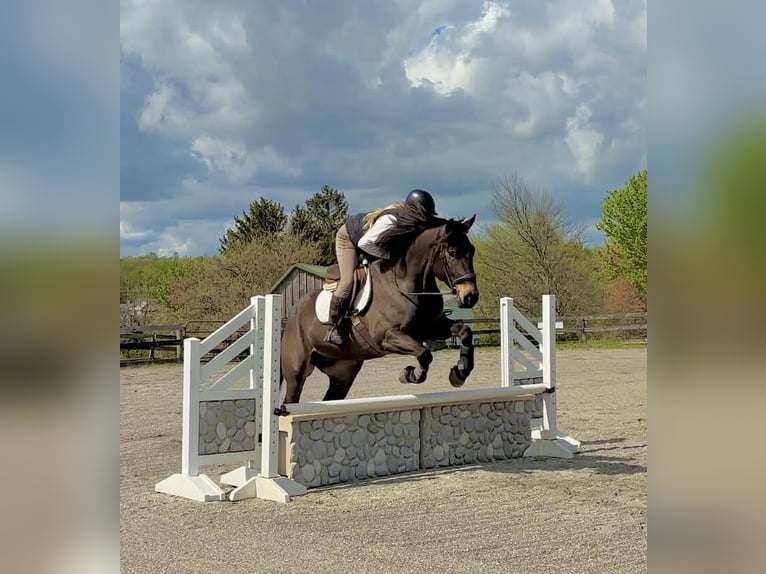 Percheron Croisé Hongre 7 Ans Bai cerise in New Holland
