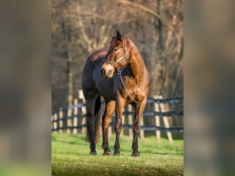 Percheron Croisé Hongre 7 Ans Bai cerise in New Holland