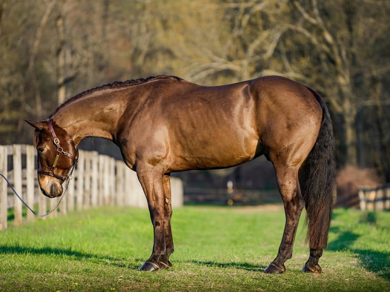 Percheron Croisé Hongre 7 Ans Bai cerise in New Holland