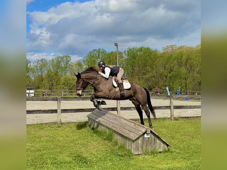 Percheron Croisé Hongre 7 Ans Bai cerise in New Holland
