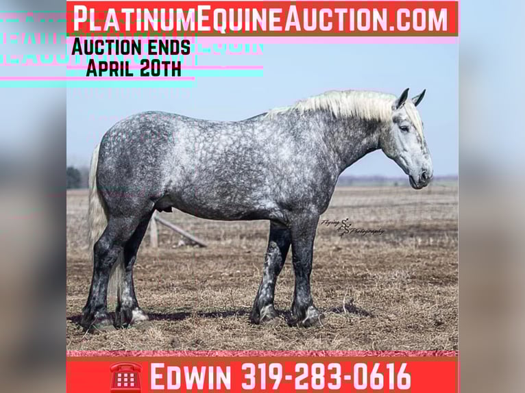 Percheron Hongre 7 Ans Gris in Fairbank IA