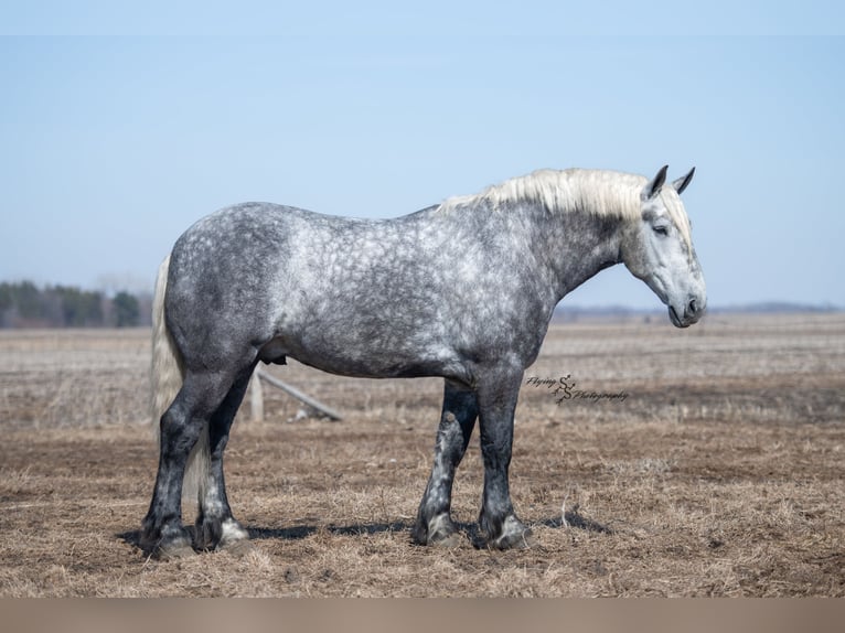 Percheron Hongre 7 Ans Gris pommelé in Fairbank IA