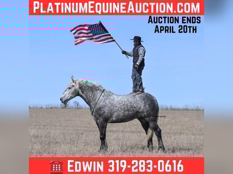 Percheron Hongre 7 Ans Gris pommelé in Fairbank IA