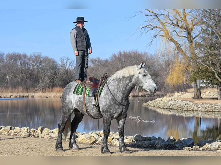 Percheron Hongre 7 Ans Gris pommelé in Fairbank IA