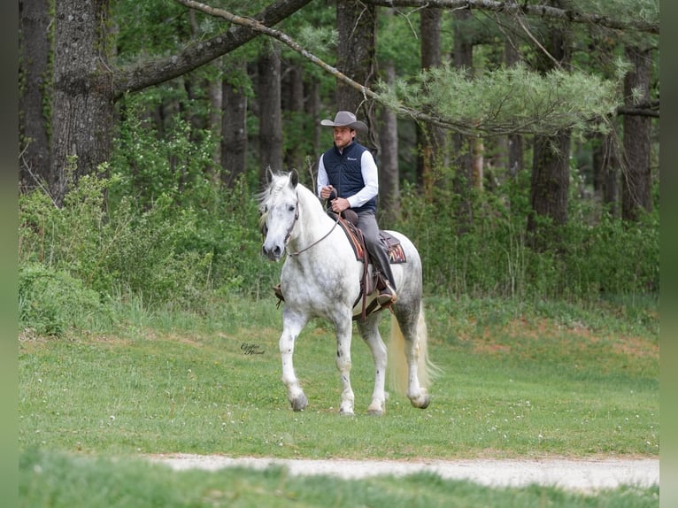 Percheron Croisé Hongre 7 Ans Gris pommelé in Independence, IA