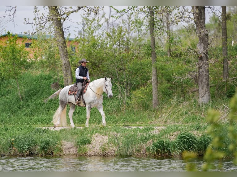 Percheron Croisé Hongre 7 Ans Gris pommelé in Independence, IA