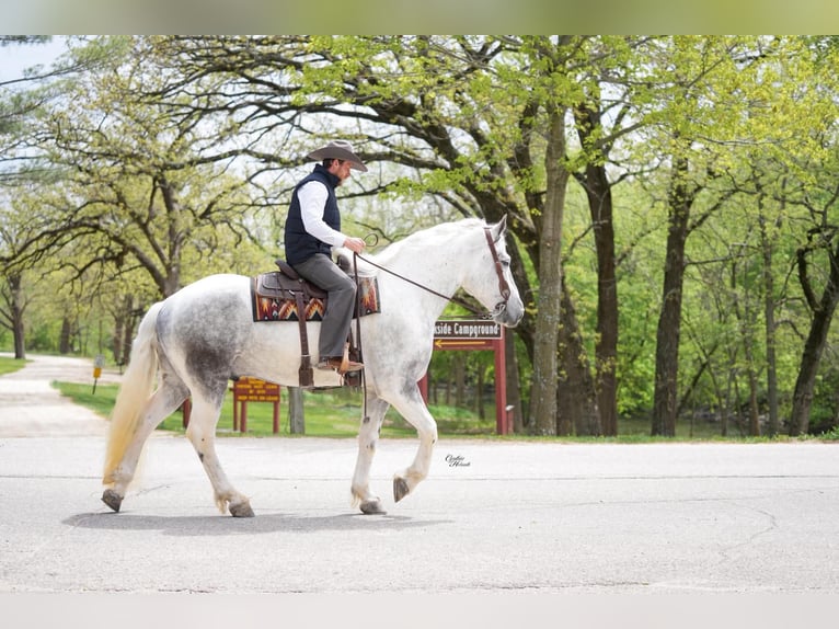 Percheron Croisé Hongre 7 Ans Gris pommelé in Independence, IA