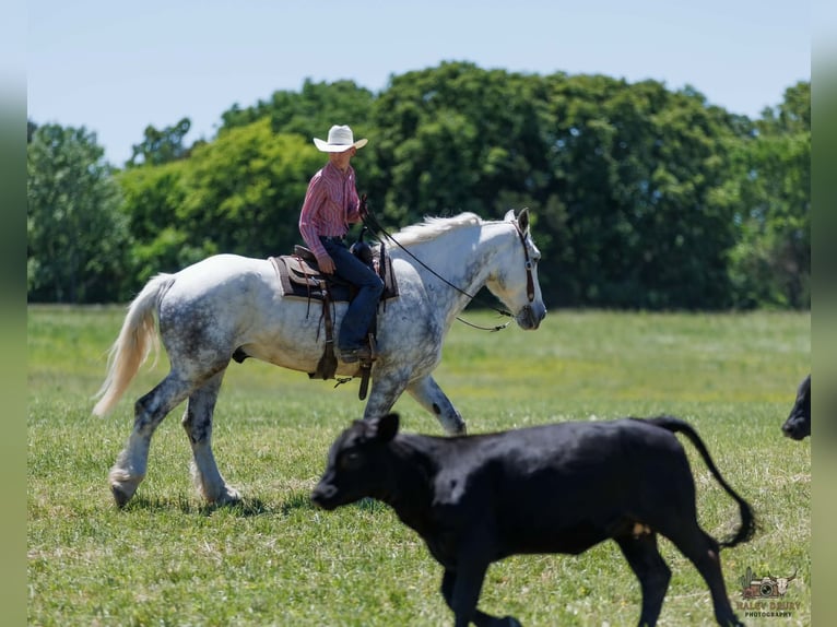 Percheron Hongre 7 Ans Gris in Auburn