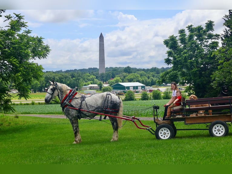 Percheron Hongre 7 Ans Gris in Auburn