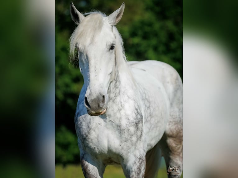 Percheron Hongre 7 Ans Gris in Auburn